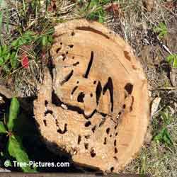 Tree Stump Reveals Disease; Cedar type of Tree