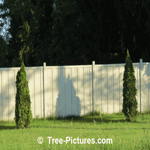 Cedar Hedge: Cedars Used with Privacy Fence Photo
