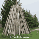 Cedar Tree Pictures: Split Cedar Wood Rails are good for Natural Landscape Fencing, Highly Weather Resistant | Cedar:Wood+Fence Tree-Pictures.com