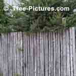 Straight Cedar Trees Fabricated into a Fence