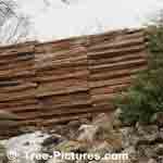 Picture of Split Cedar Tree Wall Created for Privacy - Tree-Pictures.com