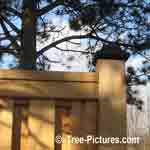 Cedar Fence: Cedar Wood Boards & Posts are Highly Weather Resistant for Privacy Fencing | Cedar:Fence+Boards+Post at Tree-Pictures.com