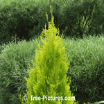 Cedar Tree Types; Picture of a Golden Cedar with the Cedar's Yellow Golden New Leaf Growth