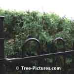 Cedar Hedge Privacy with the security of a wrought iron fence