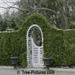 Cedar Hedge: Cedar Trees Landscaped with Pretty White Picket Gate Picture