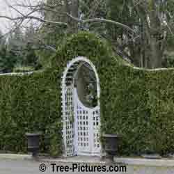 Cedar Tree Pictures; Cedar Privacy Hedge: Cedar Landscaping with White Picket Gate