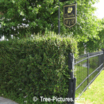 Cedar Tree Hedge: Cedar Trees planted as Privacy Hedge with Wrought Iron Fence