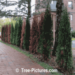 Cedar Hedge: New Privacy Cedar Landscape Shrub Care | Cedar:Hedges+Care at Tree-Pictures.com