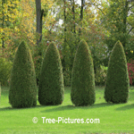 Cedar Tree: Landscaping Property Lines with pyramidal types of cedar trees, Cedar Trees in a Row Picture