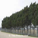 Cedar Trees: Wrought Iron Fencing with Cedar Trees to Landscape Property Line and added Windbreak Picture