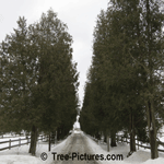 Cedar Tree Lane: Hedge of Cedar Trees Landscaping both sides of Country Driveway Picture