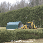 Cedar Hedge: Cedar Trees Landscaping with White Picket Gate Picture