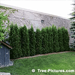 Pictures of Cedar Trees: Types of Cedar Trees: Pyramid Type Cedars in Municipal Garden. Cedar Landscaping idea to conceal undesireable masonary wall