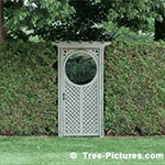 Cedar Tree Types: Black Cedar Tree Type for Hedge Landscaping Privacy with Wood Gate