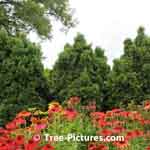 Cedar Tree Design a background with cone flower garden in front  Tree-Pictures.com