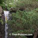 Cedar Tree Landscape design with Waterfall