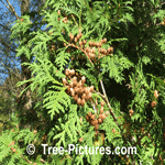 Cedar Tree: Red Cedar Trees Seeds Picture