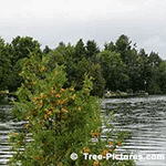 Pictures of Cedar Trees: Red Cedar Tree Overlooking Lake