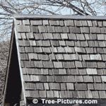 Picture of a Split Cedar Shake Roof, Cedar Wood is Naturally Highly Rot Resistant Last a Long Time | Tree-Pictures.com