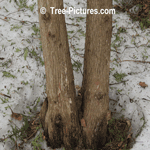 Cedars: White Cedar Trees Type - Bark, Trunk, Wood Cedar Tree Picture
