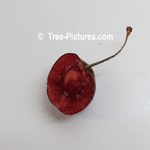 Cherry Tree: Picture of a Bing Cherry Fruit, Pit, Stem Section