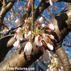 Cherry Tree Blossoms, Pink Cherry Blossoms Ready to Bloom