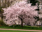 cherry tree picture
