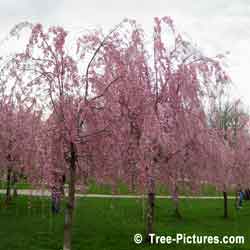 Cherry Blossoms, Pink Cherry Tree Flowers Spectacular