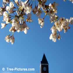 Cherry Trees, White Cherry Blossoms at Town Hall