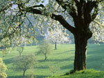 cherry tree