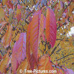 Cherry Tree Leaves in Fall | Tree-Cherry-Leaves @ Tree-Pictures.com