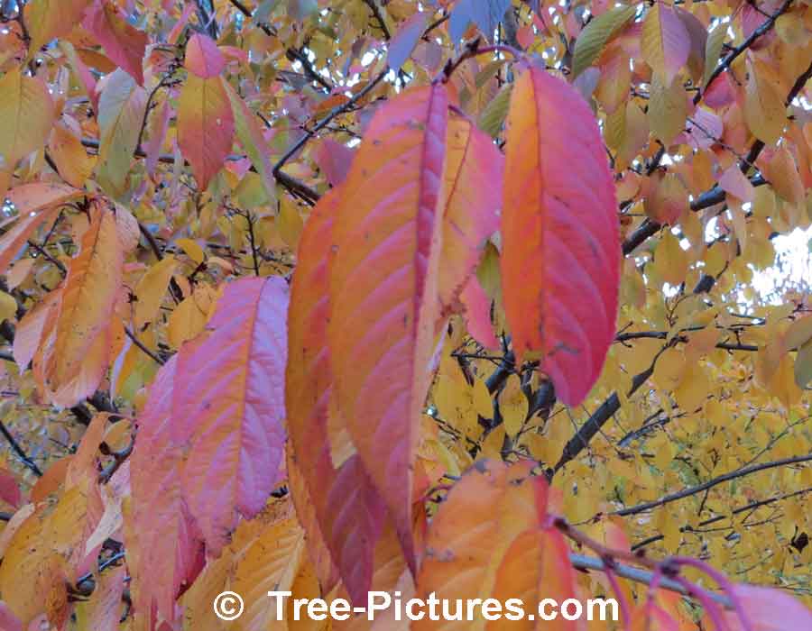 Cherry Tree: Colorful Cherry Leaves in Fall | Cherry Trees at Tree-Pictures.com