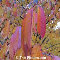 Cherry Tree: Fall Leaves of the Cherry Tree
