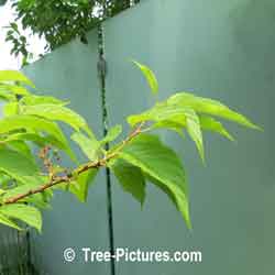 Cherry Tree: Manchurian Cherrys Type Berry Leaf Picture