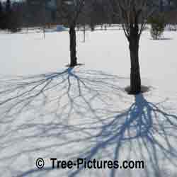 Cherry Tree: Winter Shadows of Cherry Branches