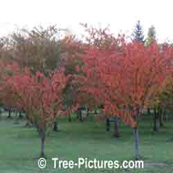Cherry Leaf: Decorative Autumn Cherry Tree Leaves