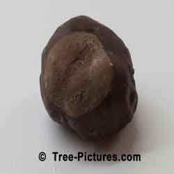 Chestnuts: Nuts of the Chestnut Tree | Tree:Chestnut at Tree-Pictures.com