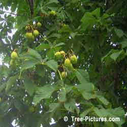Chestnuts: Nut of the Chestnut Tree | Tree:Chestnut at Tree-Pictures.com