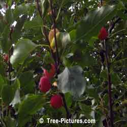 Crab Apple, Photo Showing Fruit & Leaves of Crab Apple Tree