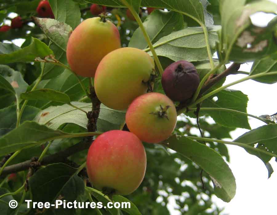 Crab Apples, Fruit of the Crab Apple Tree | Apple Trees at Tree-Pictures.com