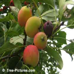 Pictures of Apple Trees; Crab Apples are the Fruit of the Crab Apple Tree