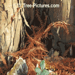 Cypress Tree Pictures: Fall Picture of Bald Cypress Tree Type Bark, Leaf