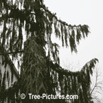 Cypress Tree Pictures: Weeping Cypress Tree Type Branches