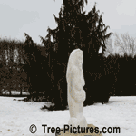 Cypress Tree Pictures: Winter Picture of a Weeping Nootka Cypress Tree Type Accented with Marble Statue