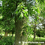Picture of Elm Tree Bark  and Leaves Pic