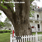 American elm tree picture