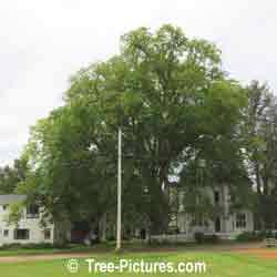 Elm Tree Picture: Old Grand American Elm Tree, Prince Edward Island, East coast Canada