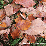 Pictures of Elm Trees: Decaying Elm Tree Leaves