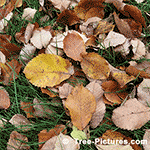 Picture of Fall Elm Tree Leave Colors
