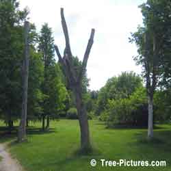 Elm Trees, Picture of Three Diseased Elms left Standing, Fact of Dutch Elm Tree Diseases & Problems